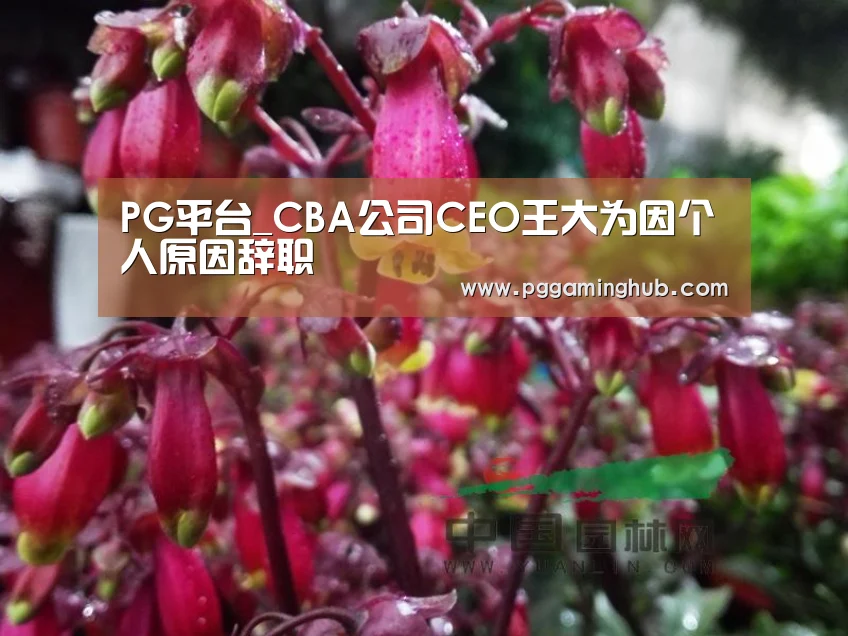 PG平台_CBA公司CEO王大为因个人原因辞职(图2) PG游戏